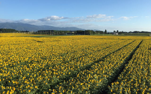 高鍋町ひまわり畑イメージ画像