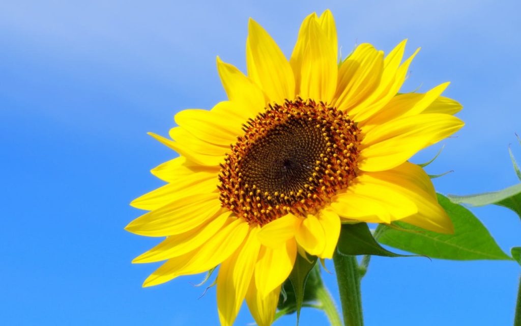 2018年高鍋町のキャベツ畑がひまわり畑に変身! お盆前の頃にピーク、だけど花の命は短くて。