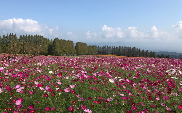 生駒高原コスモス